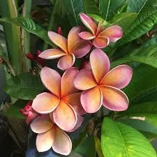 Frangipani Floral Absolute Oil 1